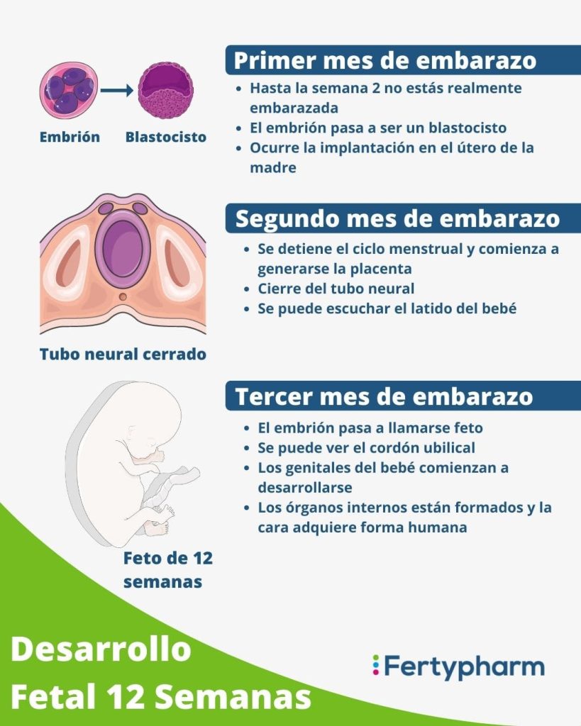 fotos del primer trimestre de embarazo